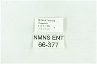 菊池污燈蛾藏品圖，第3張