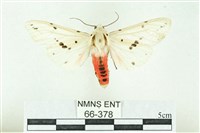 菊池污燈蛾藏品圖，第1張