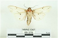 菊池污燈蛾藏品圖，第2張