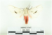 菊池污燈蛾藏品圖，第1張