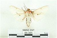 菊池污燈蛾藏品圖，第2張