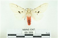 菊池污燈蛾藏品圖，第1張