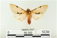 棍棒污燈蛾藏品圖，第1張