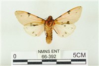 棍棒污燈蛾藏品圖，第2張