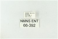 棍棒污燈蛾藏品圖，第3張