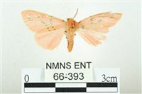 三條橙燈蛾藏品圖，第1張