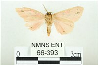 三條橙燈蛾藏品圖，第2張