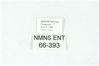 三條橙燈蛾藏品圖，第3張