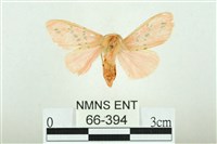 三條橙燈蛾藏品圖，第1張