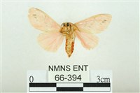 三條橙燈蛾藏品圖，第2張