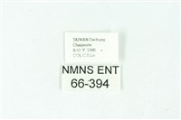 三條橙燈蛾藏品圖，第3張