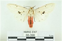 菊池污燈蛾藏品圖，第1張