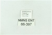 菊池污燈蛾藏品圖，第3張