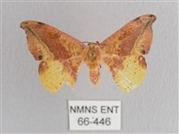 接骨木帶鉤蛾藏品圖，第1張