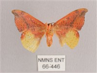 接骨木帶鉤蛾藏品圖，第2張