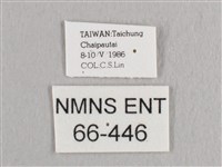 接骨木帶鉤蛾藏品圖，第3張