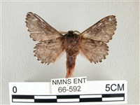 銀肩枯葉蛾藏品圖，第2張