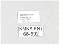 銀肩枯葉蛾藏品圖，第3張