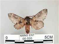 銀肩枯葉蛾藏品圖，第1張