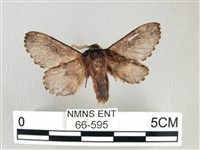 銀肩枯葉蛾藏品圖，第2張