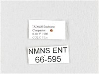 銀肩枯葉蛾藏品圖，第3張