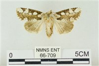 連珠波紋蛾藏品圖，第1張