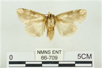 連珠波紋蛾藏品圖，第2張