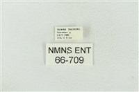 連珠波紋蛾藏品圖，第3張