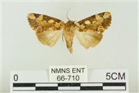 連珠波紋蛾藏品圖，第1張