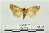 連珠波紋蛾藏品圖，第2張