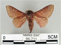 月斑枯葉蛾藏品圖，第1張