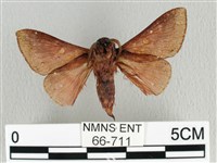 月斑枯葉蛾藏品圖，第2張