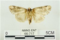 連珠波紋蛾藏品圖，第2張