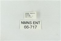 連珠波紋蛾藏品圖，第3張