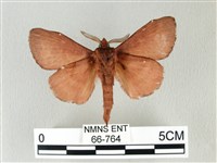 馬尾松枯葉蛾藏品圖，第2張