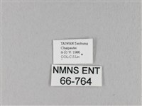 馬尾松枯葉蛾藏品圖，第3張