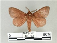 馬尾松枯葉蛾藏品圖，第1張