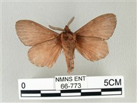 馬尾松枯葉蛾藏品圖，第2張