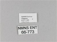 馬尾松枯葉蛾藏品圖，第3張