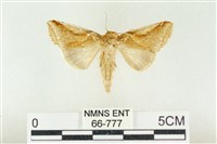 印華波紋蛾藏品圖，第1張