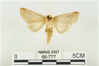 印華波紋蛾藏品圖，第2張