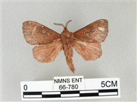 馬尾松枯葉蛾藏品圖，第1張