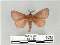 馬尾松枯葉蛾藏品圖，第2張