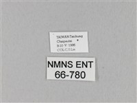 馬尾松枯葉蛾藏品圖，第3張