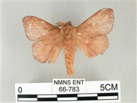 馬尾松枯葉蛾藏品圖，第1張