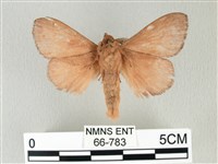 馬尾松枯葉蛾藏品圖，第2張