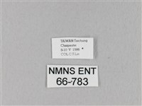 馬尾松枯葉蛾藏品圖，第3張