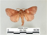 馬尾松枯葉蛾藏品圖，第1張