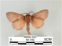 馬尾松枯葉蛾藏品圖，第2張