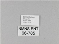 馬尾松枯葉蛾藏品圖，第3張